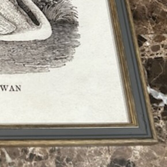 NWT Vintage Swan Print Art Nursery Decor Bird Etching Farmhouse Cottagecore - Picture 9 of 10